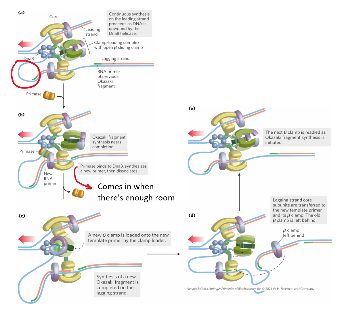 <ol><li><p>helicase (DnaB) unwinds DNA at replication fork</p><ol><li><p>single-stranded lagging strand coated by SSBP</p></li></ol></li><li><p>leading strand synthesized in one piece</p></li><li><p>lagging strand synthesized in fragments = Okazaki fragments</p></li><li><p>primase = adds primer to make free 3’OH for polymerase</p></li><li><p>clamp loader loads on clamp</p><ol><li><p>ensures synthesis is processive</p></li></ol></li><li><p>lagging strand synthesized until primer on older Okazaki fragment reached</p></li><li><p>clamp loader reloads clamps on new primer/template RNA-DNA hybrid until synthesis completes</p></li><li><p>DNA pol I removes RNA primer + replaces w/ DNA via nick translation (5’→3’ exonuclease)</p></li><li><p>DNA ligase seals remaining nick in phosphodiester backbone</p></li></ol><p></p>
