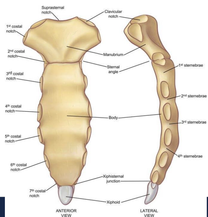 <p><span style="color: rgb(0, 0, 0);">Breastbone: Flat bone forming anterior midline of thoracic wall</span><span style="color: rgb(0, 0, 0);"><br></span><span style="color: rgb(0, 0, 0);"><strong>Manubrium</strong> widest most superior portion</span><span style="color: rgb(0, 0, 0);"><br></span><span style="color: rgb(0, 0, 0);">• <strong>clavicular notches</strong> articulate sternum with clavicles</span><span style="color: rgb(0, 0, 0);"><br></span><span style="color: rgb(0, 0, 0);">• <strong>suprasternal notch</strong> between the clavicular notches</span><span style="color: rgb(0, 0, 0);"><br></span><span style="color: rgb(0, 0, 0);">• <strong>costal notches</strong> articulations for first ribs’ costal cartilages</span><span style="color: rgb(0, 0, 0);"><br></span><span style="color: rgb(0, 0, 0);"><strong>Body</strong> longest part</span><span style="color: rgb(0, 0, 0);"><br></span><span style="color: rgb(0, 0, 0);">• attaches to costal cartilages from ribs 2-7</span><span style="color: rgb(0, 0, 0);"><br></span><span style="color: rgb(0, 0, 0);">• articulates with manubrium at sternal angle</span><span style="color: rgb(0, 0, 0);"><br></span><span style="color: rgb(0, 0, 0);"><strong>Xiphoid process</strong> smallest part, at tip of sternum</span><span style="color: rgb(0, 0, 0);"><br></span><span style="color: rgb(0, 0, 0);">• attaches to sternal body, doesn’t ossify until age 40</span></p>