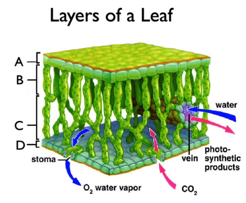 Air spaces between the cells allow gases to diffuse through the leaf.