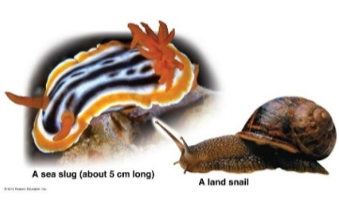 <p>- foot is flattened ventrally</p><p>- move by muscle contractions along the foot</p><p>- some are herbivores, others carnivores</p><p>- existence of shell varies</p><p>examples: conchs and snails</p>