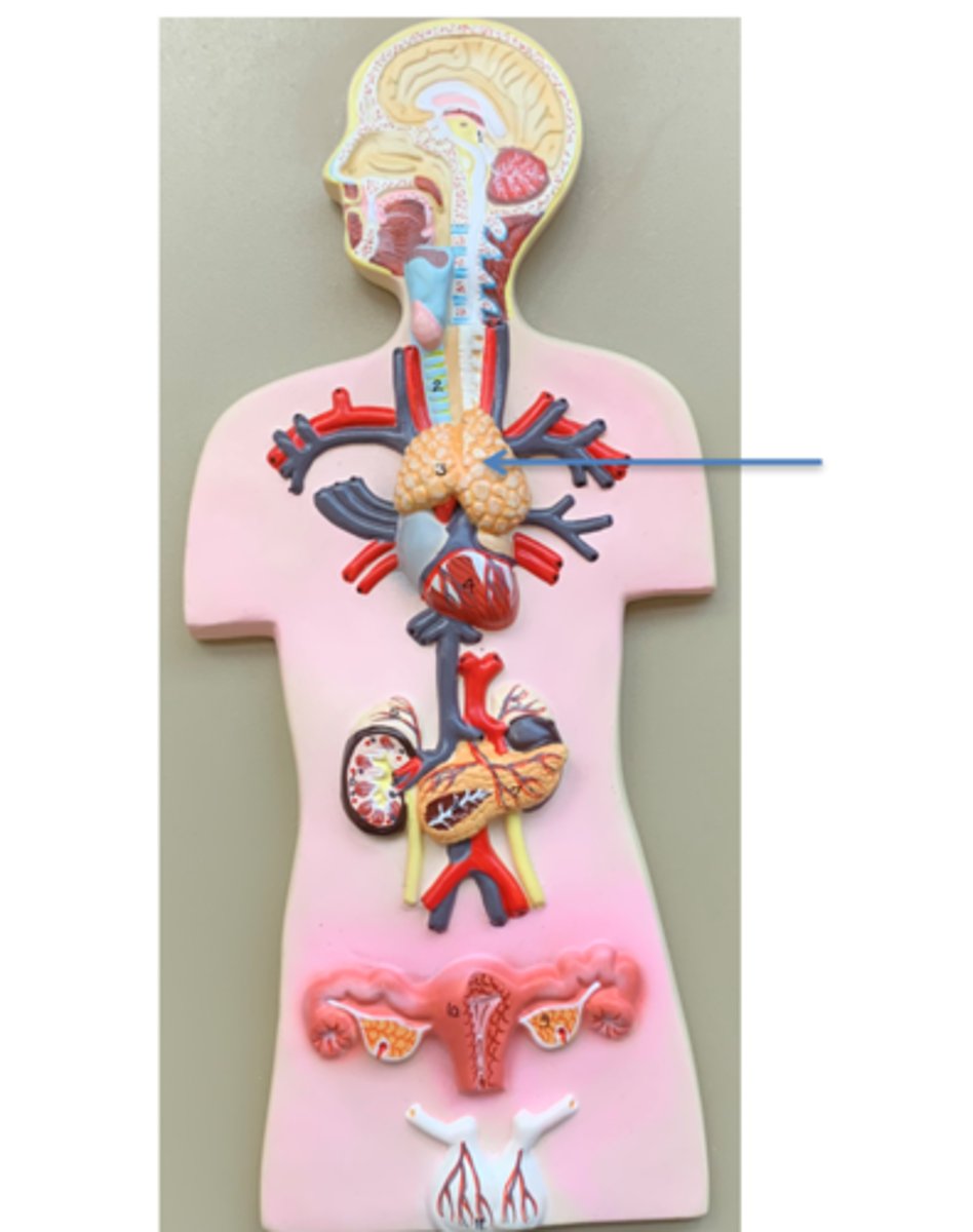 <p>Name this gland</p>