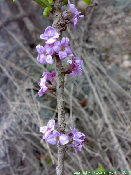 <p><em>Daphne mezereum</em></p>