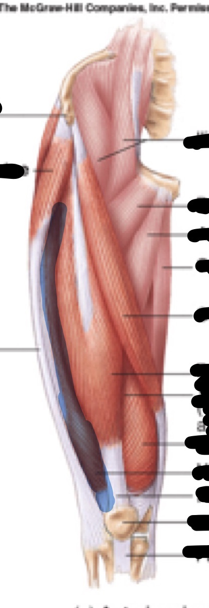 <p>Name, origin, insertion, innervation</p>