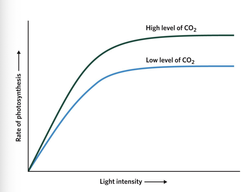 <p>Photosynthesis does not afford plants access to unlimited energy.</p><p></p><p>➢ At low light levels, light intensity itself limits photosynthesis and, therefore, energy acquisition.</p><p>➢ At high-intensity light levels, plants lose water through open stomata, but closing the stomata limits access to CO2 .</p><p>➢ Eventually, all plants hit a plateau in photosynthetic rate and energy acquisition.</p>