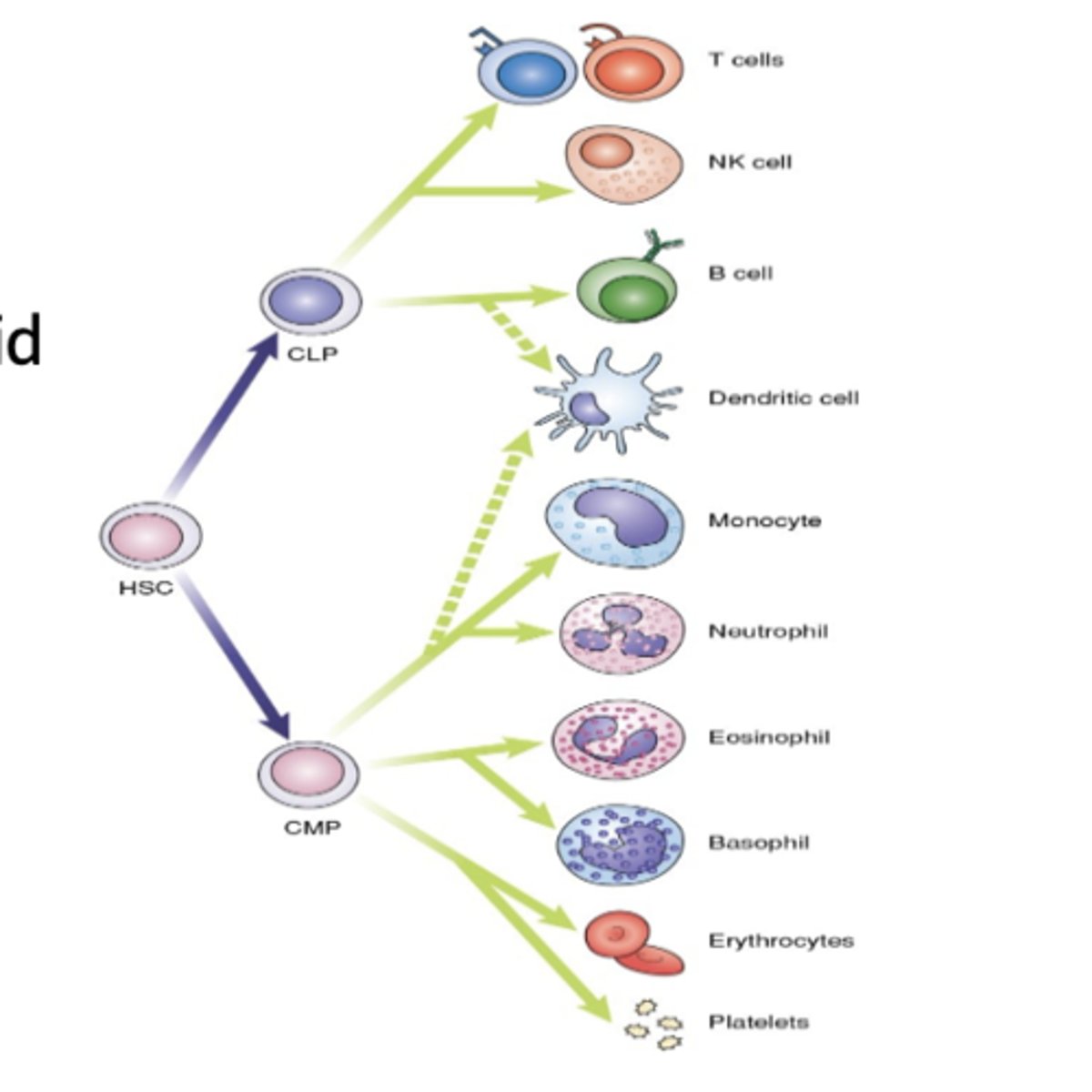 <p>Lymphocytes</p>