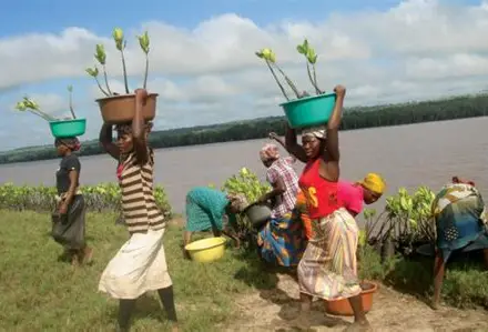 <p>GASI BAY , KENYA </p><p>sustainable use of soft engineering</p>