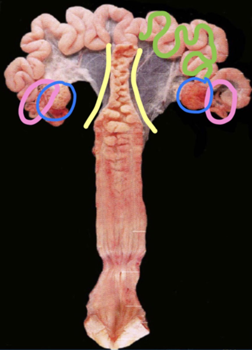 <p><span class="bgY">uterine neck (yellow)</span></p><p>unterine horns (green)</p><p><span class="bgB">ovaries (blue)</span></p><p><span class="bgP">oviduct (pink)</span></p>