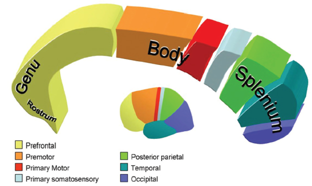 <p>from prefrontal cortex————-occipital lobe</p>