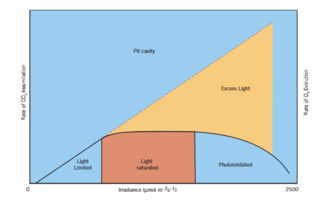 <p>Describe the three phases that you see in this figure. </p>
