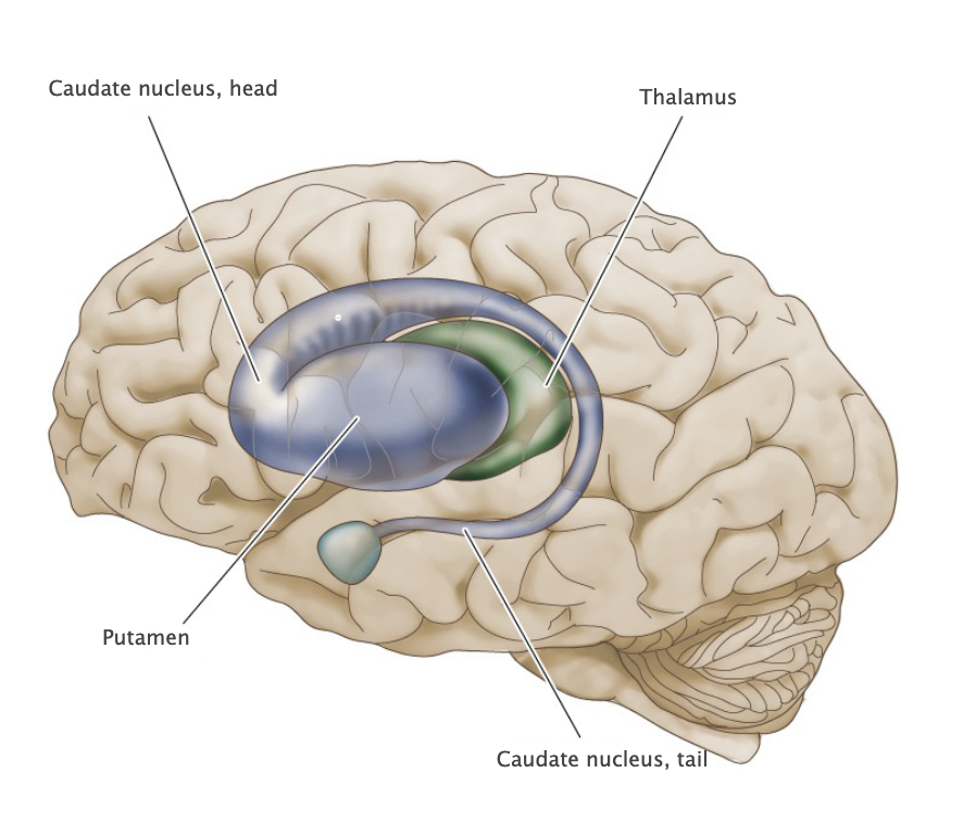 <p>Major gray matter component of the basal ganglia located deep in the frontal lobe. Involved in regulating the expression of certain bodily movements, affective behavior and cognitive processes by integrating widespread inputs from the cerebral cortex and modulating the activity of relevant thalamic relay nuclei.</p>
