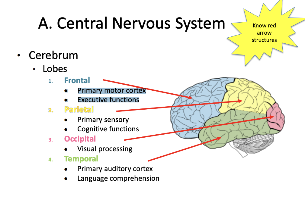 <ul><li><p>Frontal </p></li><li><p>Parietal </p></li><li><p>occipital </p></li><li><p>Temporal </p></li></ul><p></p>