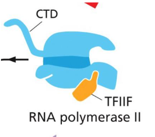 <p>C-terminal domain (CTD)</p>