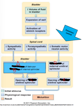 <p><strong>Micturition Reflex</strong></p>