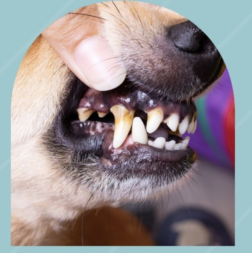 <p>what is <span><span>Plaque that begins to harden by combining with salts that are present in the saliva. As the plaque continues to accumulate and mineralize, it eventually transforms into what? </span></span></p>