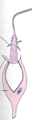 <p>stinging cell</p>