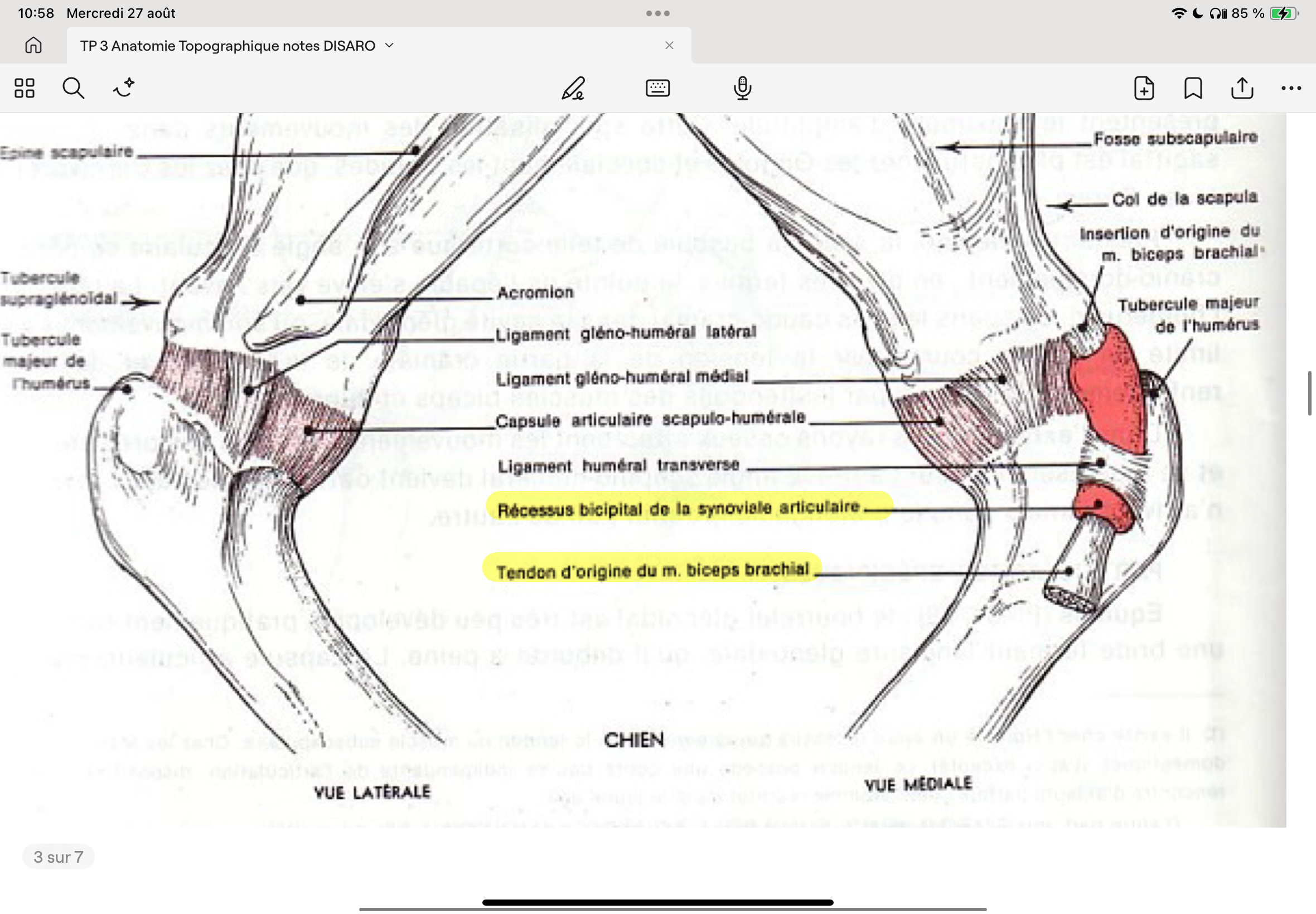 <p>Epaule: peu de ligaments mais ceinture musculaire importante.</p><p>Moyens d’unions: Ligament huméral transverse qui fixe le T du Biceps dans la gouttière intertiberculaire.</p><p>Luxations peu fréquentes, grâce à la ceinture musculaire.</p>