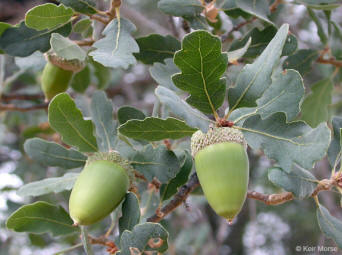 <p>(Quercus Douglasii)</p>