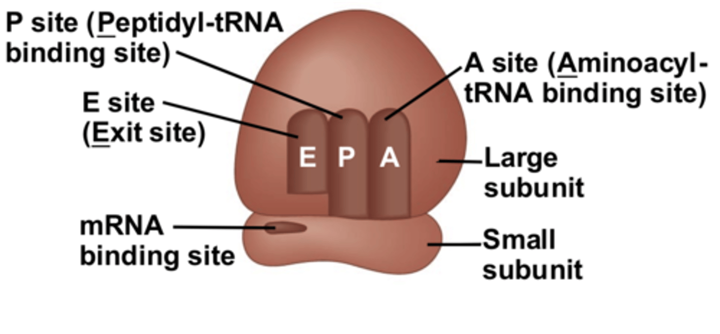 <p>- A site (Aminoacyl): where tRNA first attach to the ribosome<br>- P site (Peptidyl): where the newly arrived amino acid is removed from the tRNA and added to the peptide by a peptide bond<br>- E site (Exit): where the tRNA is ejected and where the polypeptide is guided and released</p>