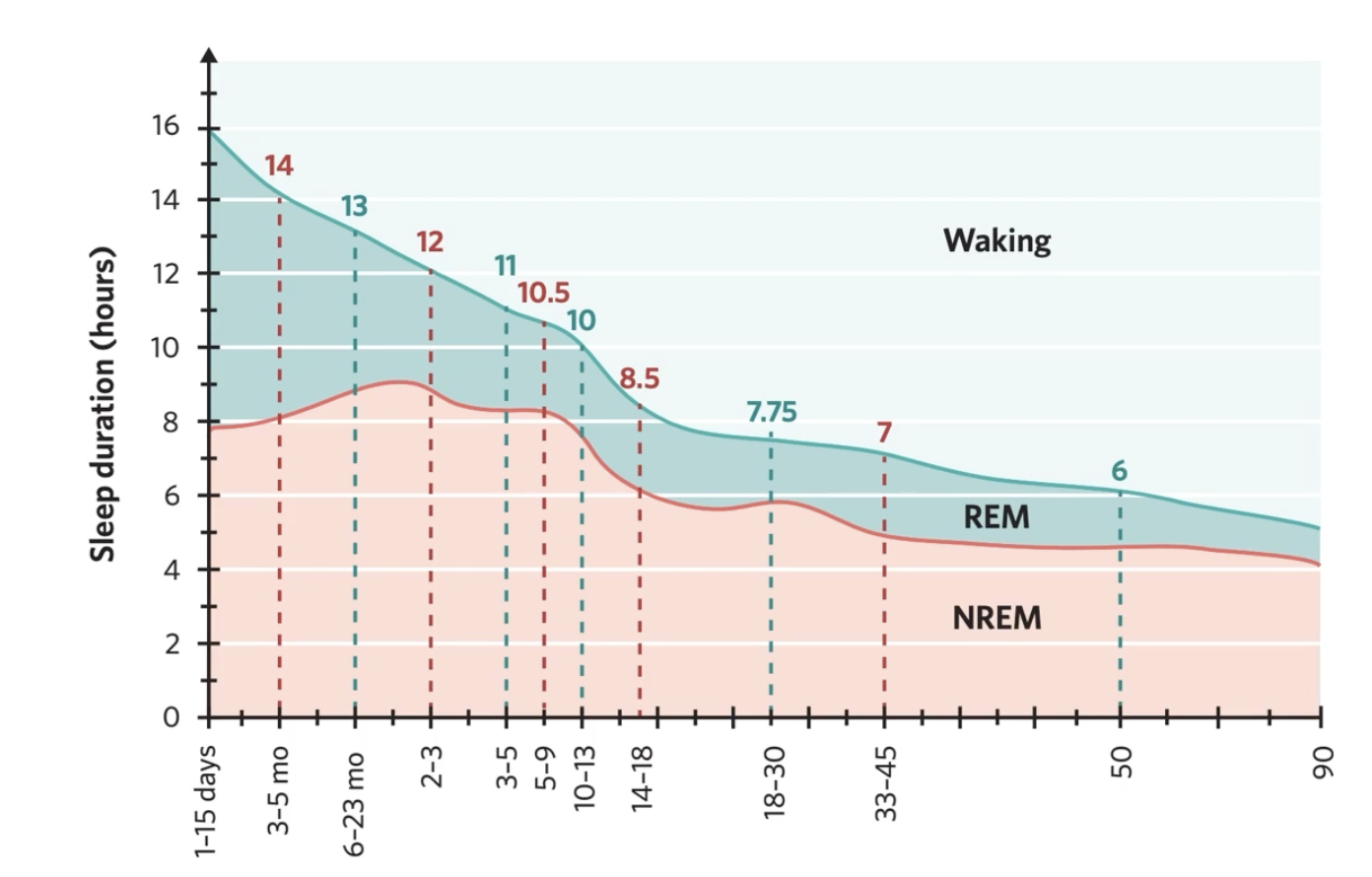 <ol><li><p>total sleep time decreases with age </p></li><li><p>REM sleep drops quickly after birth, then stays fairly stable </p></li><li><p>NREM stage 3 gradually decreases with age- can disappear especially in men </p></li></ol><p></p>