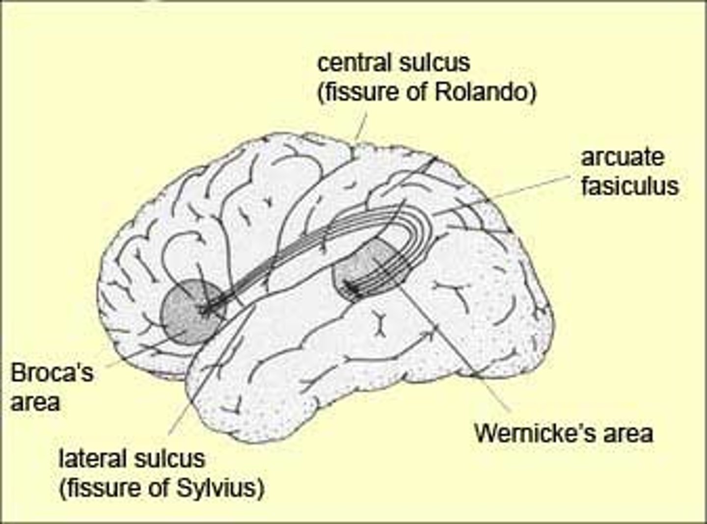 <p>connect different parts of the same hemisphere</p>
