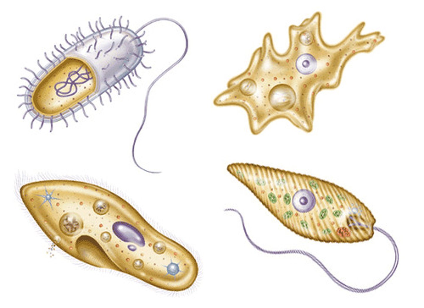 <p>Whip-like tails found in one-celled organisms to aid in movement. This structure can be found in eukaryotes and prokaryotes</p>