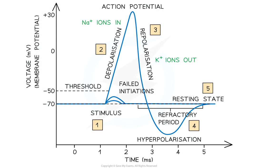 <ul><li><p>very shortly (1ms) after action potential in a section of axon memb is generate, all na+ voltage-gated channel proteins in section close, stopping any further na+ diffusing into axon</p></li><li><p>k+ voltage-gated channel proteins in this section of axon memb now open, allowing diffusion of k+ out of axon, down their conc grad</p></li><li><p>returns potential diff to normal (-70mv) a process known as repolarisation</p><ul><li><p>actually short period of hyperpolarisation</p></li><li><p>potential diff across section of axon membrane briefly becomes more negative than the normal resting potential&nbsp;</p></li></ul></li><li><p>once resting potential close to being re-established, k+ ion voltage-gated channel proteins close </p><ul><li><p>K+ ion voltage-gated channel proteins then close and the na+ ion channel proteins in section of memb become responsive to depolarisation again</p></li><li><p>until occurs, section of the axon membrane is in a period of recovery and unresponsive</p></li></ul></li></ul><p></p>