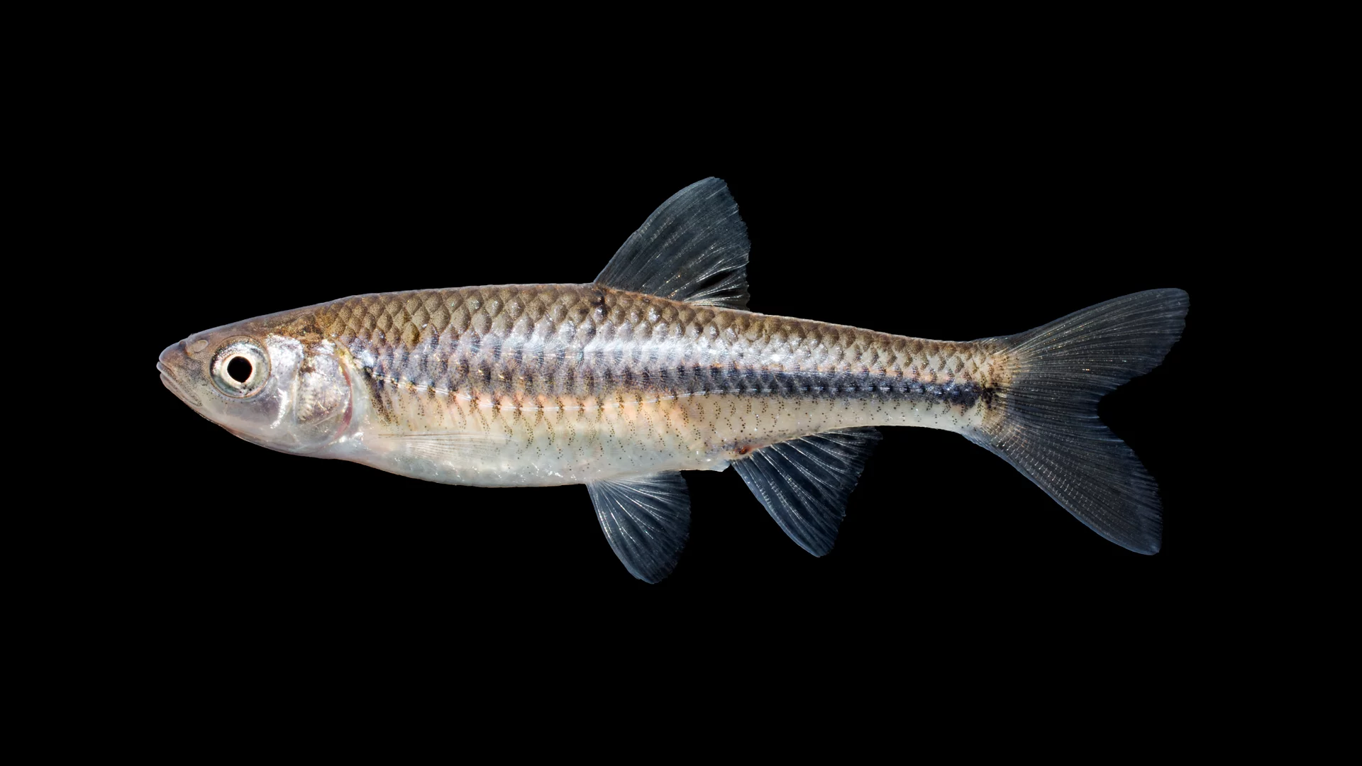 <p>a minnow</p>