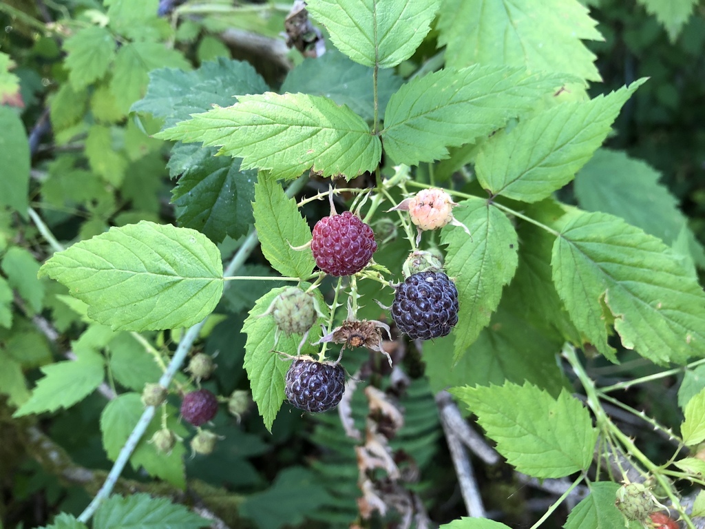 <p>White Stemmed Raspberry</p>