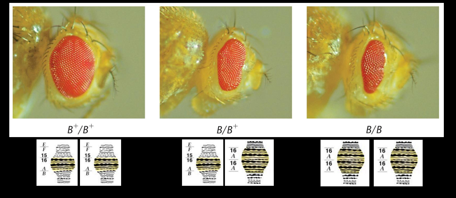 <p><span>-Bar-eyes: narrow, slit-like eyes<br>-X-linked, incomplete dominant mutation from duplication<br>-Double-bar: double duplication</span></p>