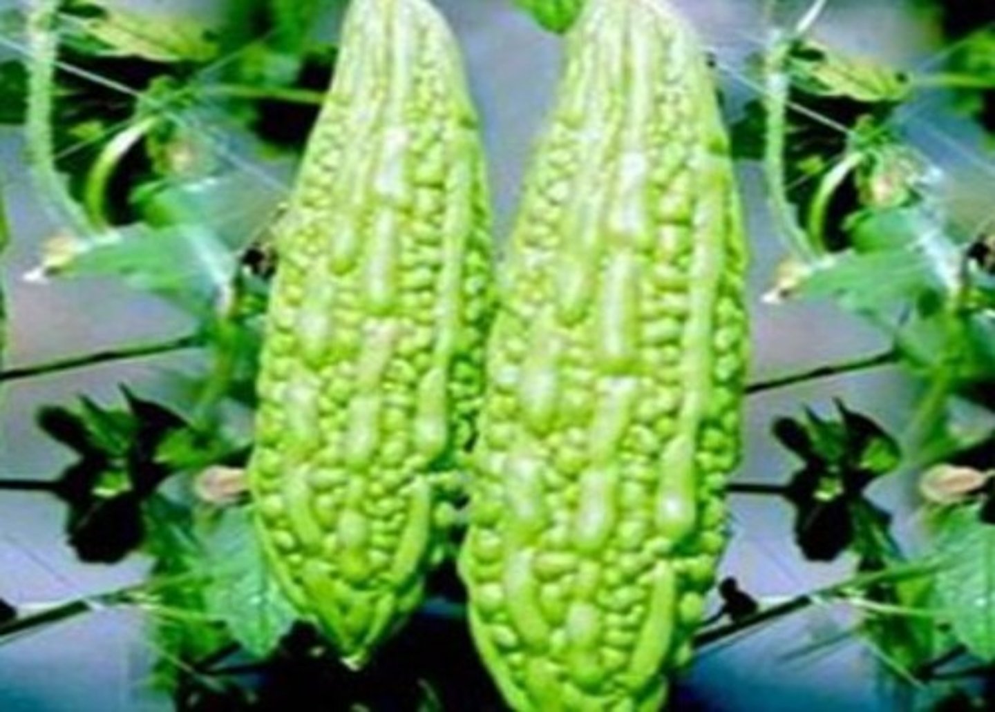 <p>DM, bitter, psoriasis, dry cough</p><p>bitter melon</p>