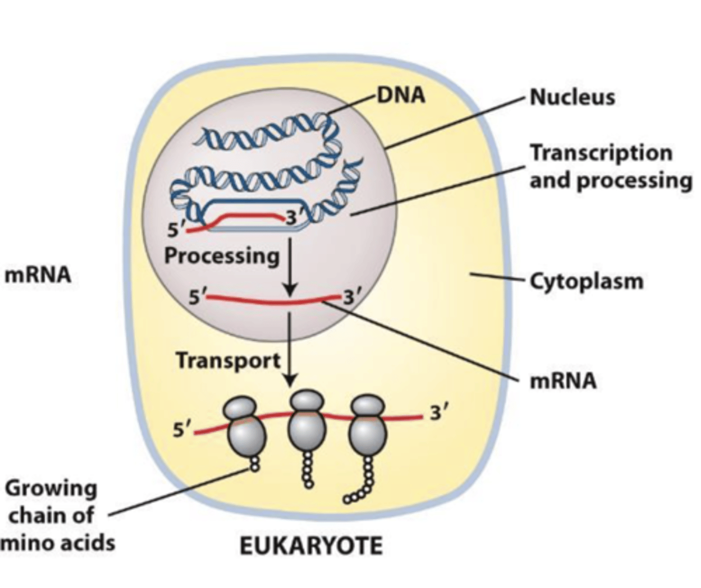 <p>transcription and translation are physically separated</p>