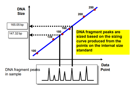 <ul><li><p>Software looks for predefined pattern of the ladder</p></li><li><p>The multi-colour system allows internal size standards to be run in the same gel lane</p></li><li><p>Different systems</p></li><li><p>DNA fragment peaks are sized based on the sizing curve produced from the points on the internal size standard</p></li><li><p>Local Southern method</p></li></ul><p></p>