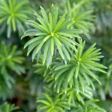 <p><span>Evergreen shrub or small tree with narrow, dark green leaves. Used ornamentally and for hedges.</span></p>