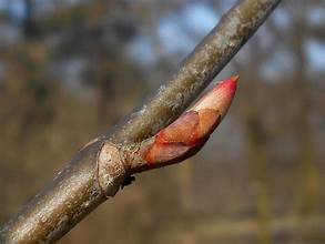 <p>braille-like bark, no spur branches, reddish buds w/ multiple scales, palmately compound, opposite</p>