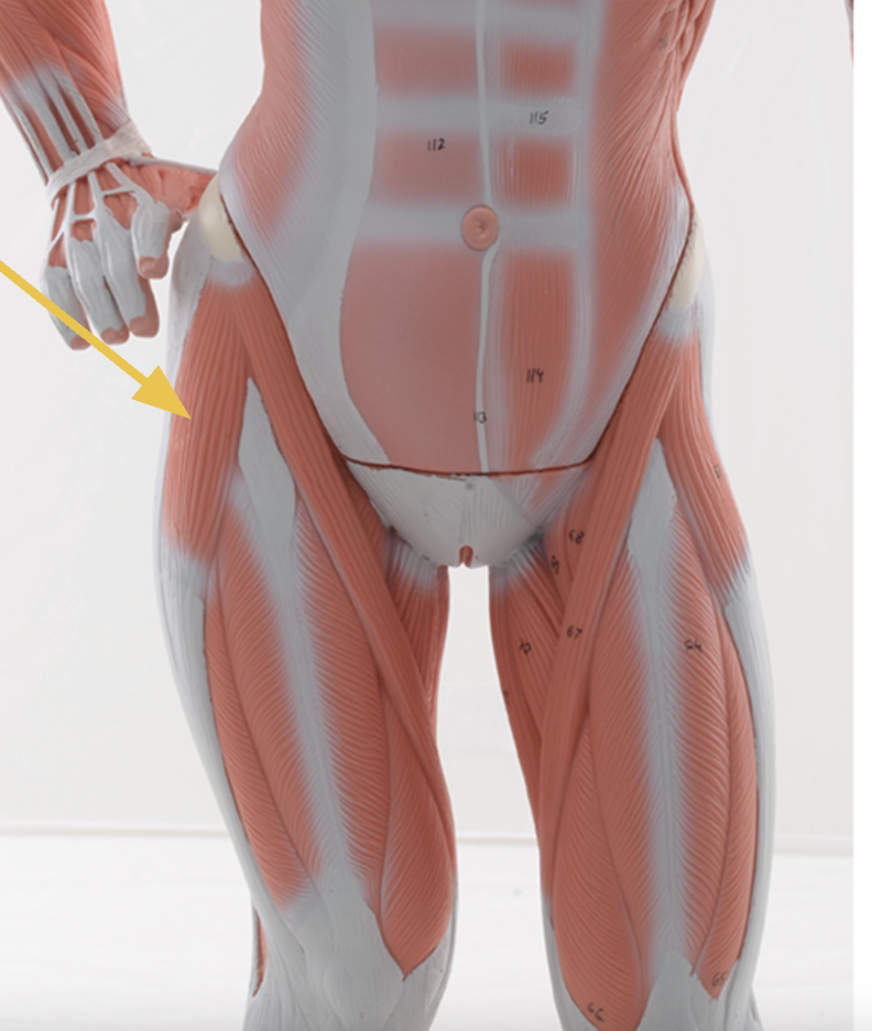 <p>identify + state origin, insertion, action, innervation of marked structure</p>