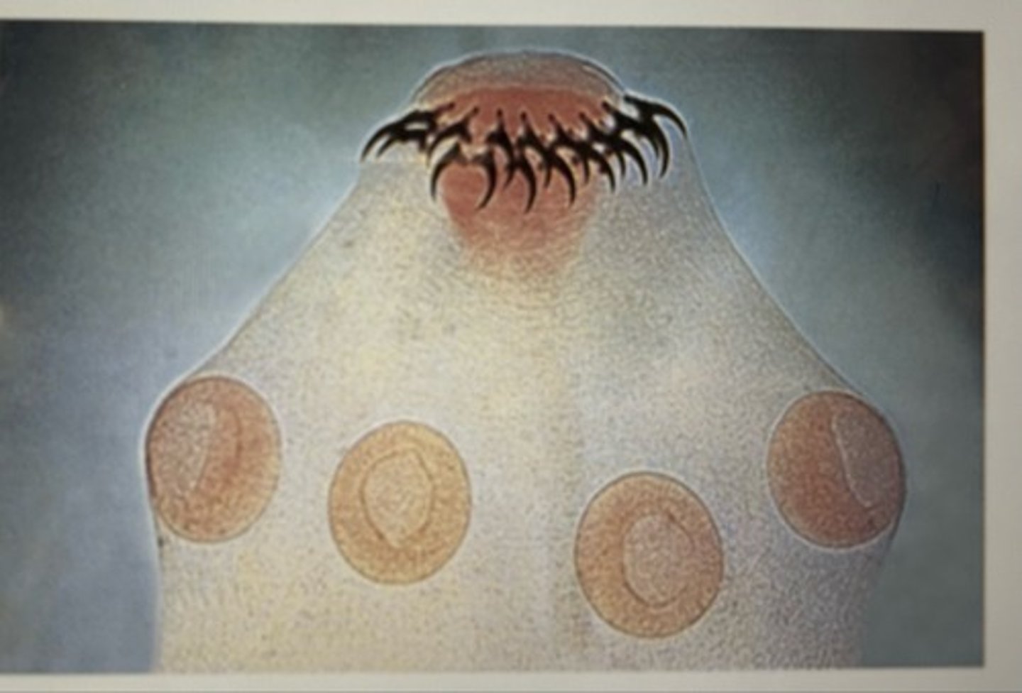 <p>The suction cup looking apparati are called</p>