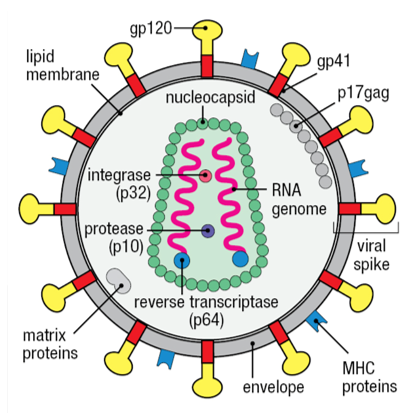 <p>Integrase; insert their DNA</p>