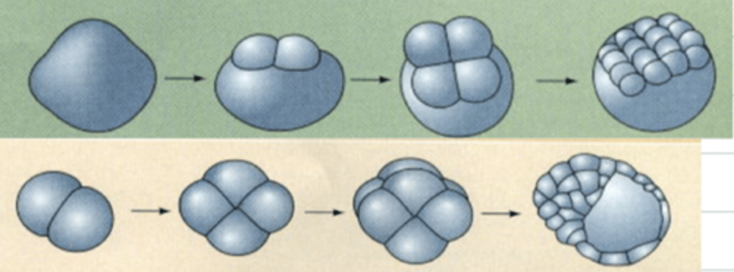 <p>mammals: complete (holoblastic)<br>poultry: incomplete (meroblastic)</p>