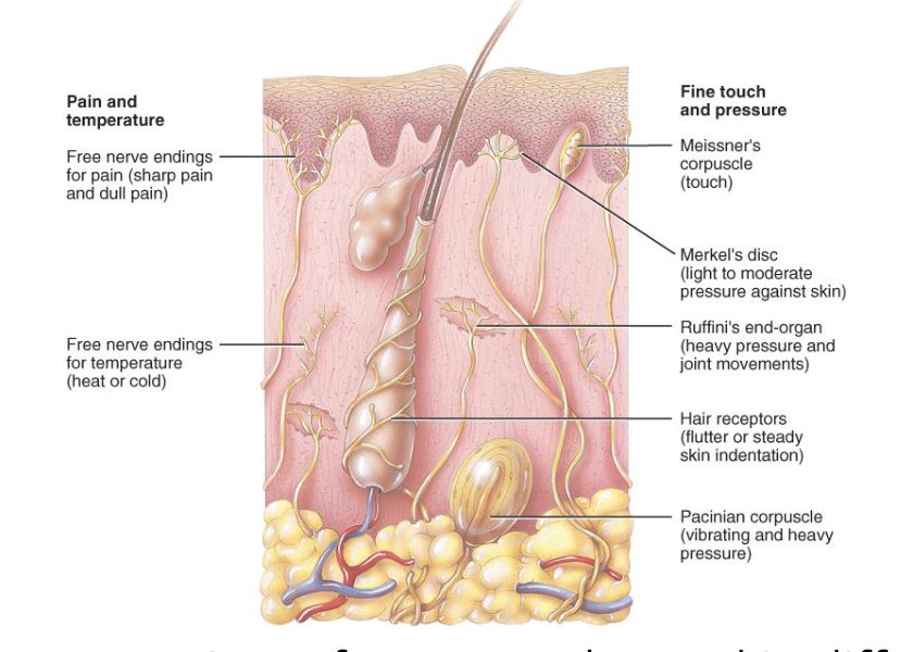 <p>Combination of skin senses like pressure, touch, temperature, vibration, and pain.</p>