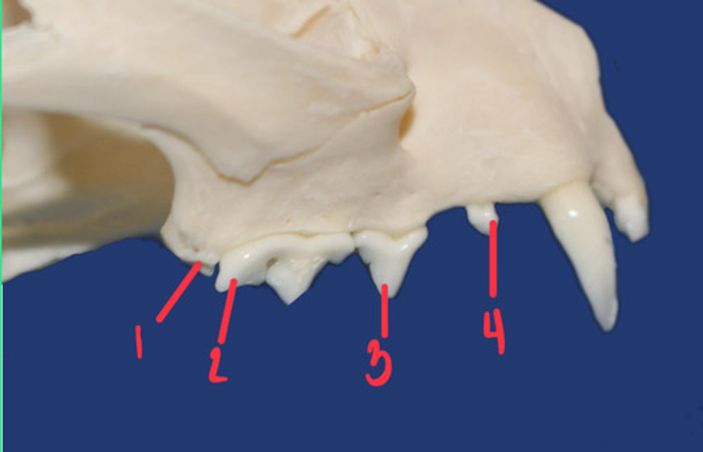 <p>What is the number according to the triadan system for 1? How many roots does it have and what animal is this?</p>