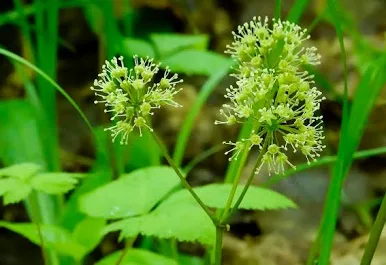 <p>Wild sarsaparilla </p>