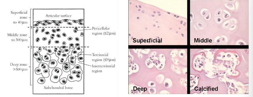 <p>4 - superficial, middle, deep and calcified</p><p>all have distinct biochemical and physiological properties. </p><p>morphology varies with depth - see image</p>