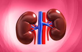 <ul><li><p>A pair of dark reddish-brown organs attached to the back of the abdominal cavity</p></li><li><p>They are part of the urinary system & are surrounded by a thick layer of fat to protect them from mechanical damage </p></li></ul><p></p>
