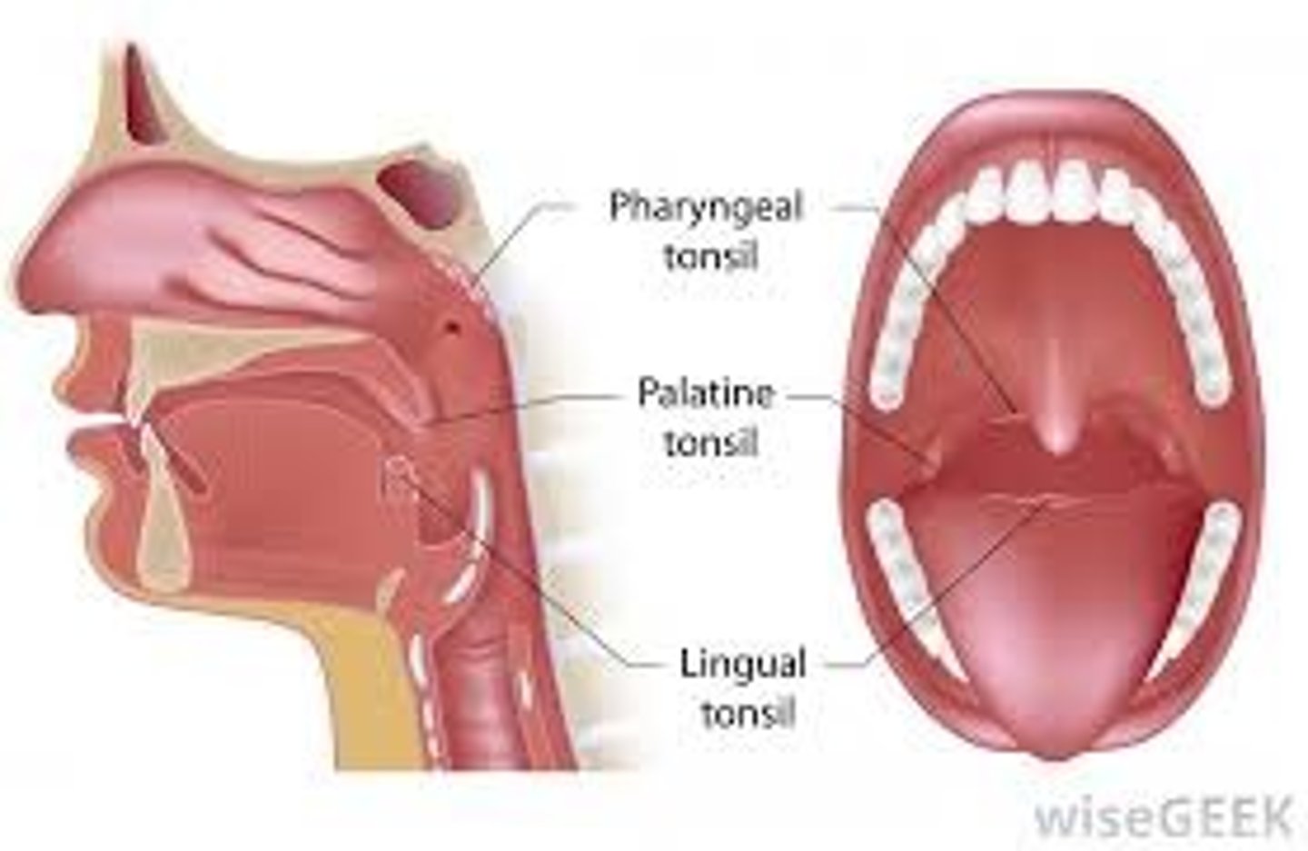 <p>Lymphoid tissues located in the throat that help fight infections.</p>