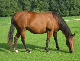 <p>tend to be moderate in height. They are very muscular, especially in the hindquarters. They also have well distinct jaws. They are excellent at short bursts of speed and quick turns, making them ideal ranch/working horses.</p>