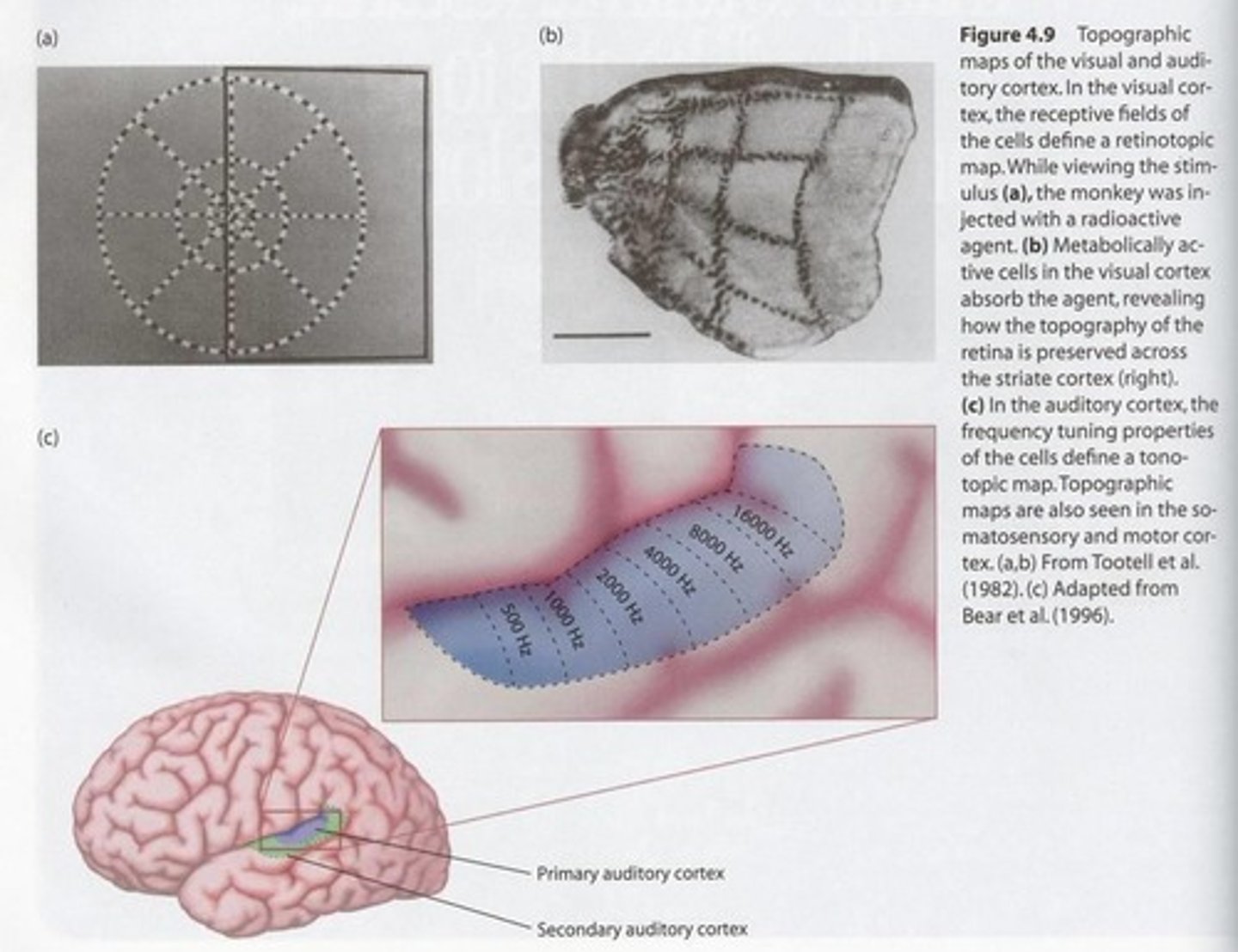 <p>A type of topographic map that represents visual stimuli based on their spatial location.</p>