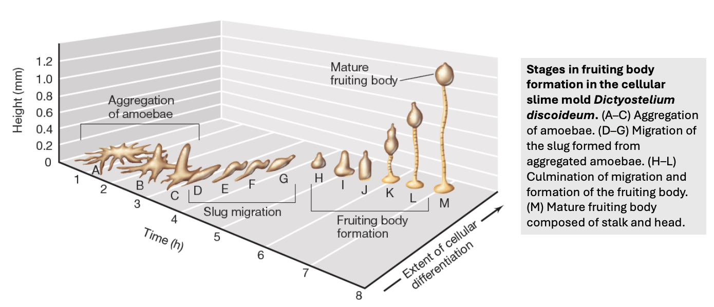<p>_ can aggregate to form <strong>microscopic fruiting bodies</strong></p>
