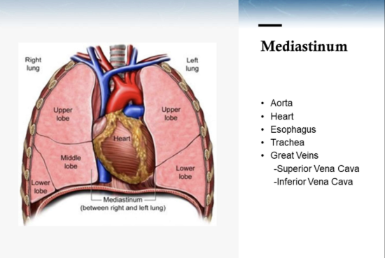 <p>heart, aorta, esophagus, trachea, great veins (superior vena cava, inferior vena cava</p>