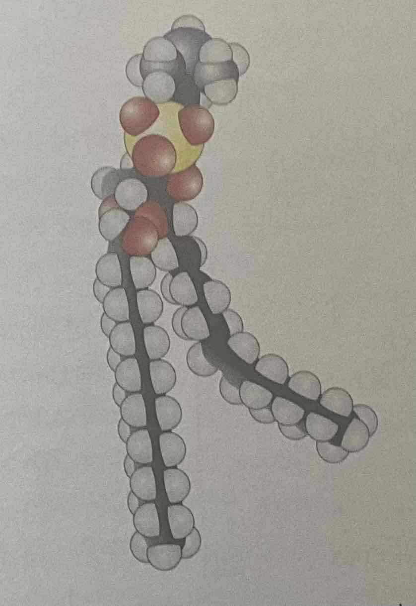 <p>In the following phospholipid, determine whether the fatty acids are saturated and unsaturated and label their hydrophobic and hydrophilic regions.</p>