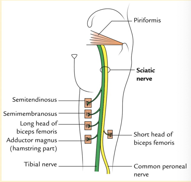 <p>sciatic nerve  - emerges from piriformis muscle </p>